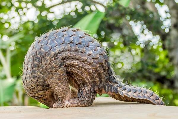 Close-up of a pangolin.