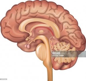 Lidský mozek - Bez autorských poplatků Anatomie vektorové obrázky