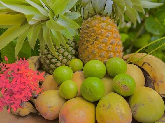 Impact — Sustainable Harvest International: For People + the Planet