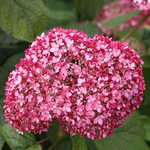 Hydrangea INVINCIBELLE Spirit II - Buy Hydrangea Smooth Shrubs Online