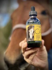 Horse with CALM CBD for Anxiety in Horses