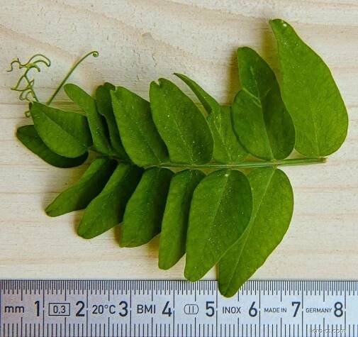 Vikev plotní (Vicia sepium), listy