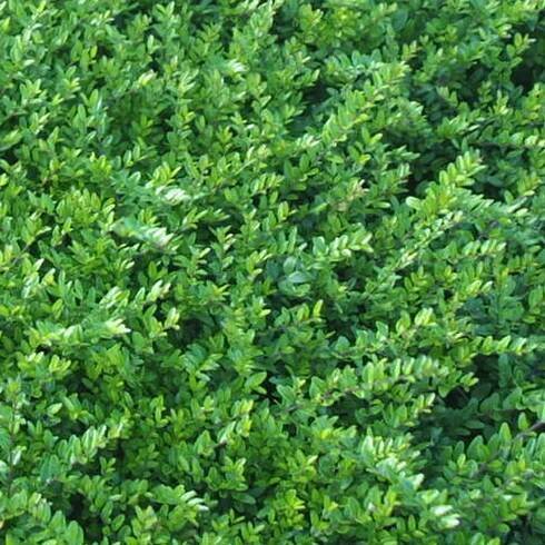 6 x myrta živého plotu - Lonicera nitida 'Hohenheimer Obrázek produktu 