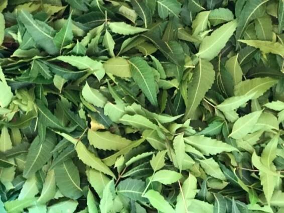 Neem Leaf