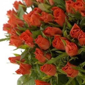 Kytice 100 oranžových růží PUNCH 50cm (S)