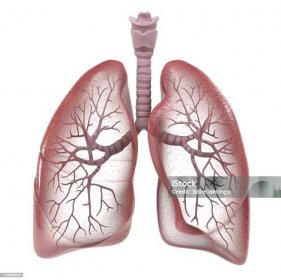 lidský dýchací systém - Bez autorských poplatků Lidská plíce Stock fotka