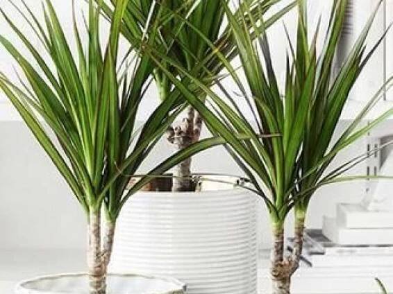 Dracena: Druhy a vhodná místa na pěstování