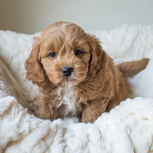 Calie, Calvin - Cavapoochon Puppy.jpg