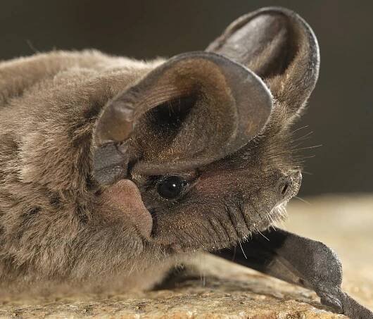 Tadarida teniotis - BatsLife