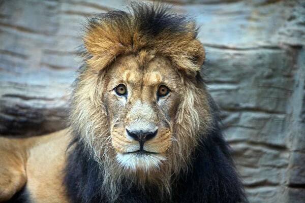 Podívejte se do zavřené Zoo Olomouc. Takto to tam teď žije