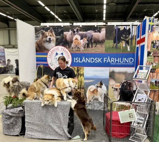 Steinunn’s V- Wurf | Islandhunde Steinunn´s Kennel 