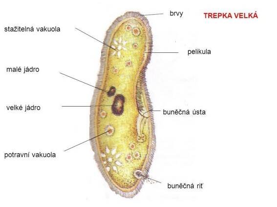 Přírodopis 6.B – výuka 4.1. – 8.1. 2021 – Masarykova základní škola a mateřská škola