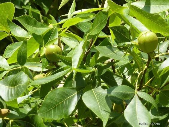 Ořechovec vejčitý - list a plod (Carya ovata)