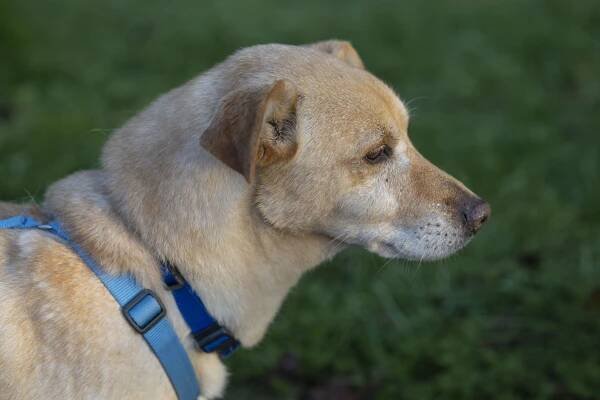 MILO, amore di cane. Adottato!