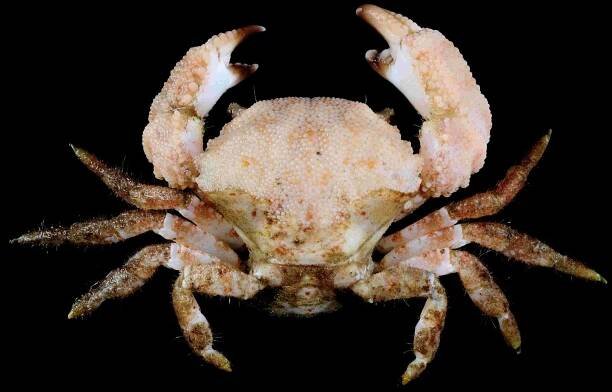 Crab Database · Krabi