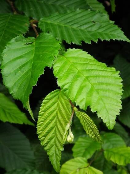 Habr obecný List habru řezaný sušený (Carpinus betulus) Mystic.Garden 50 g Kód výrobce 5906857123457