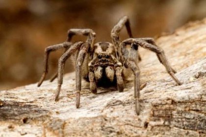 Oči pavoukovců jsou složité nebo jednoduché, jaká je vize pavouků