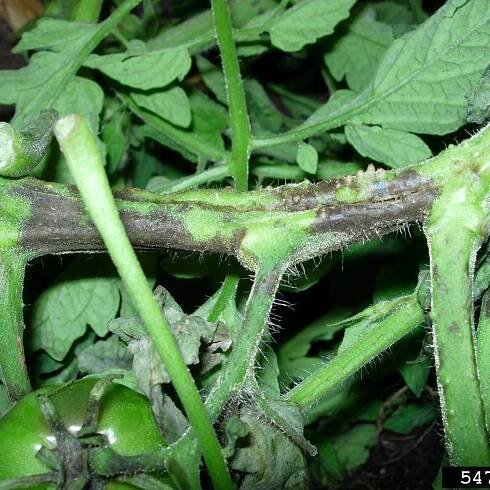 Black Stems On Tomatoes: Treating Tomato Stem Diseases In The Garden