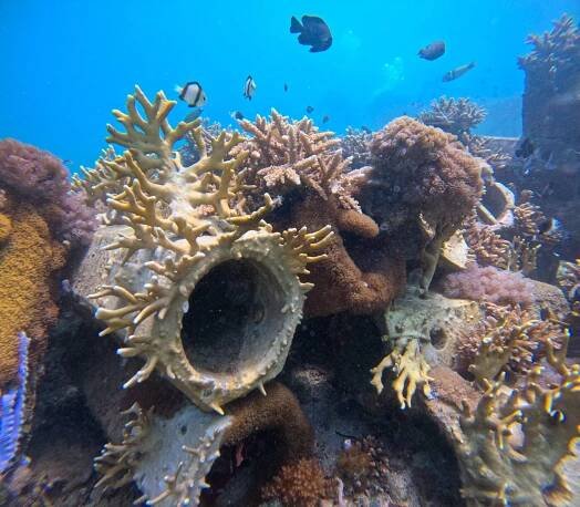 Shimoni, Kenya / Projects | ReefSystems