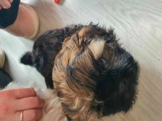 Prodej štěnat shih- tzu bez PP - foto 3