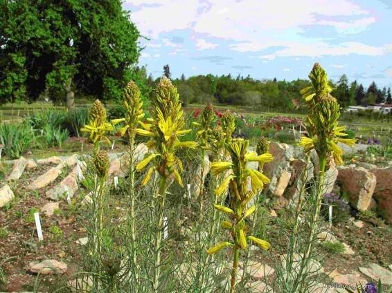 Asfodelína žlutá (Asphodeline lutea)