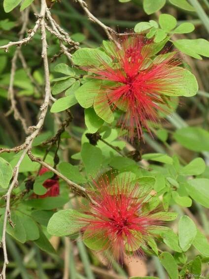 Kaliandra - větévka s květy (Calliandra tergemina), větve, větévky