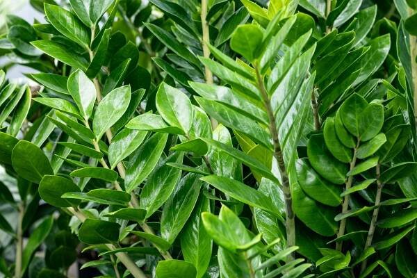 ZZ Plant