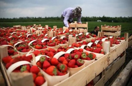 Kde nakoupit levné jahody přímo ze zahrádky v ČR - Nejlepší práce pro vás