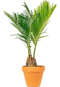 Gardners Cycas revoluta, průměr 6 cm Cykas japonský