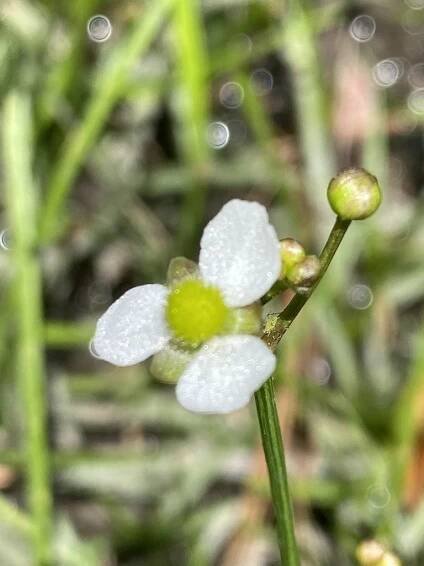Sagittaria macrocarpa