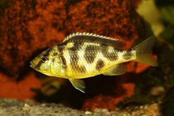 Venušinová cichlida Nimbochromis venustus akvarijní ryba