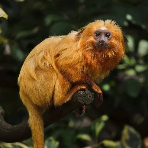Deforestation ‘stressing animals out’, scientists warn