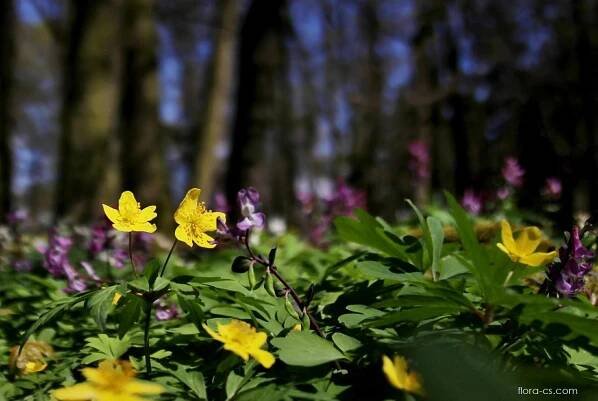 Sasanka pryskyřníkovitá (Anemone ranunculoides)