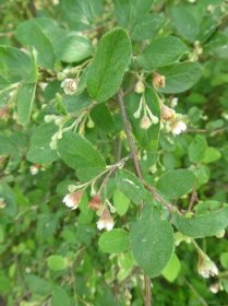 Skalník - větévky s květy (Cotoneaster gracilis)