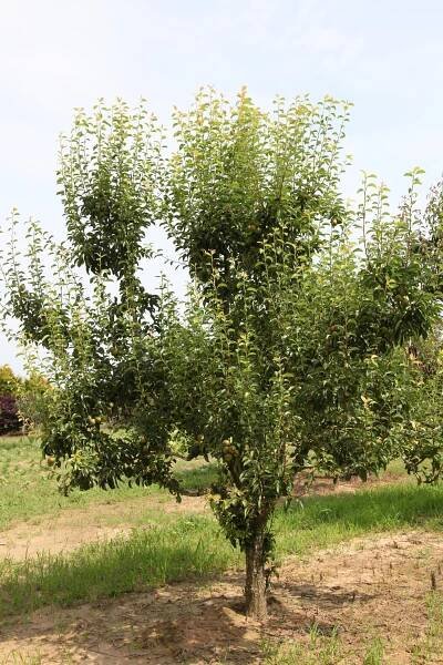 Pyrus communis