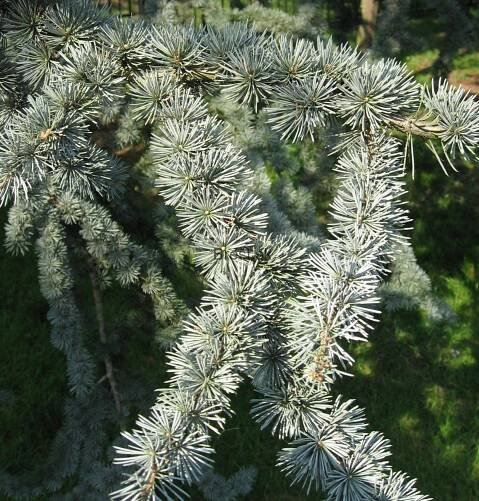 Céder atlantský 'Glauca'