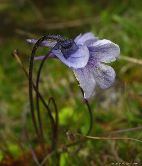 Tučnice balkánská (Pinguicula balcanica)
