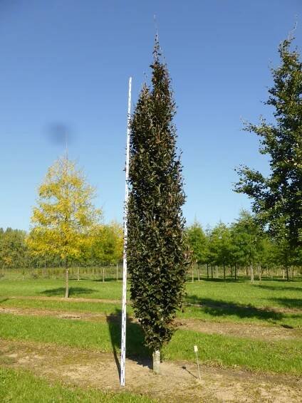 Fagus sylvatica 'Rohan Obelisk' | buk lesní 'Rohan Obelisk' - Van den Berk školky