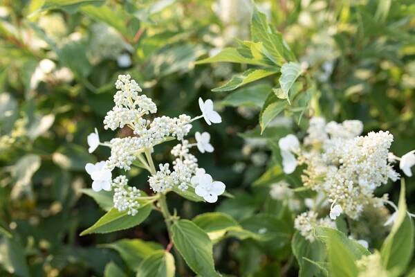 Hortenzie latnatá Kyushu