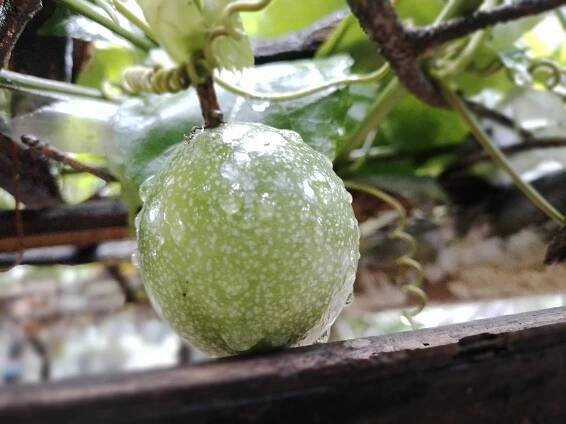 Category:Passiflora edulis - Wikimedia Commons