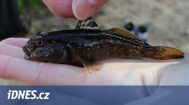 Pohromou Labe se stává hlaváč černoústý, ostatní ryby kvůli němu mizí - iDNES.cz