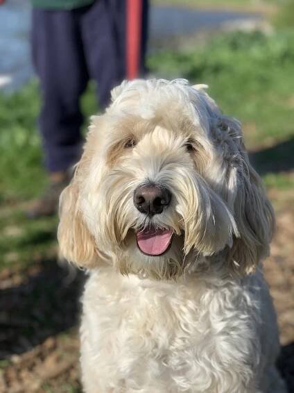 Happy Doggy Walky