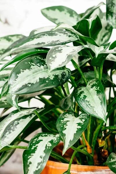 Aglaonema commutatum