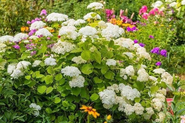 Full Sun Hydrangeas - Annabelle Hydrangea