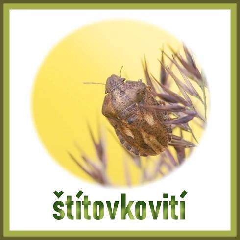 HMYZ - polokřídlí - Fotografie zvířat a přírody - Monika Suržinová