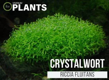 Riccia Fluitans "Crystalwort" Care Guide
