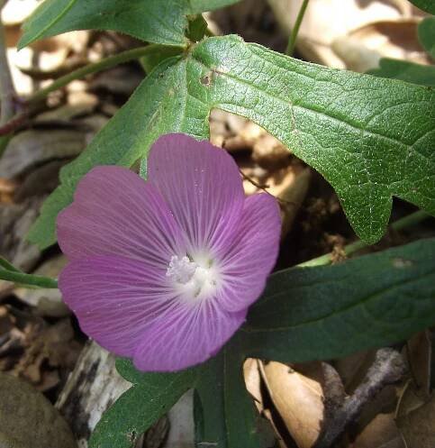 Sidalcea glaucescens