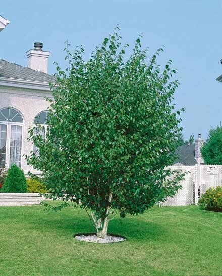 Betula utilis jacquemontii , Bříza himalájská, 200-225 cm, C12