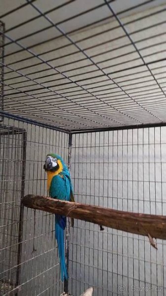 Ara ararauna