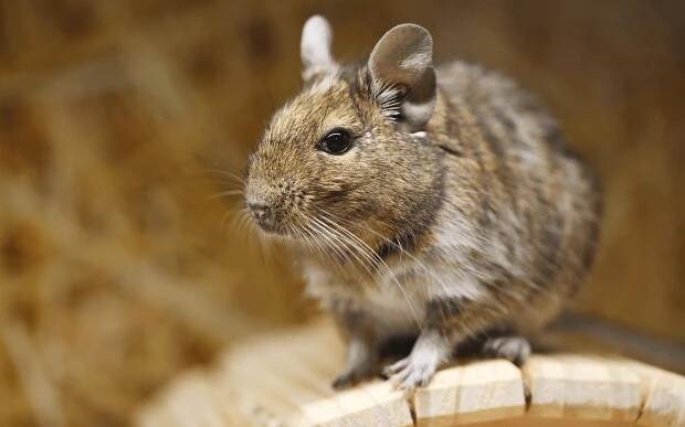 Jak chovat osmáka degu? | Super zoo